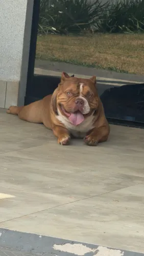American Bully 