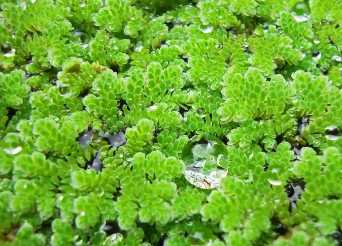 Zolla planta aquática 