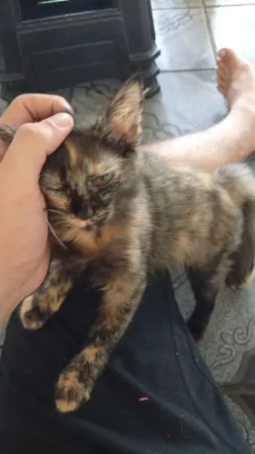 Doa-se gatos