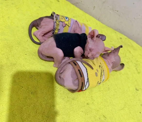 Filhote de Sphynx disponível já pra entrega.