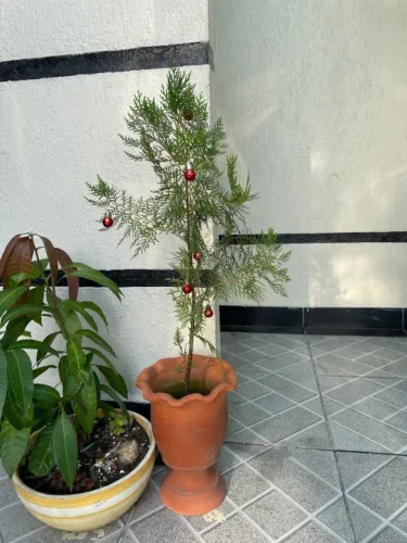 Pinheiros de Natal