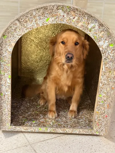 Casinha de cachorro TAM gigante