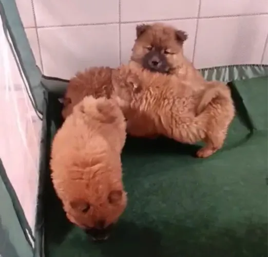 Chow Chow disponível