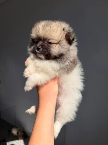 Lulu Da Pomerânia