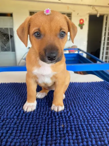 Cachorrinha para adoção responsável 