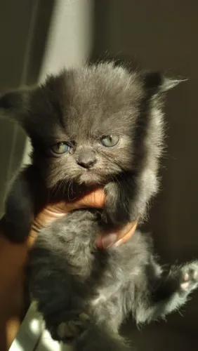 Baby Persa BLUE Tortie 
