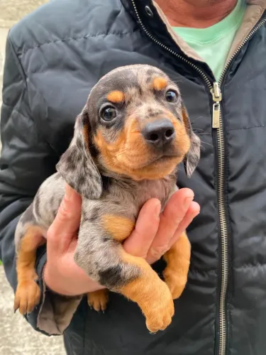 Filhotes dachshund arlequim