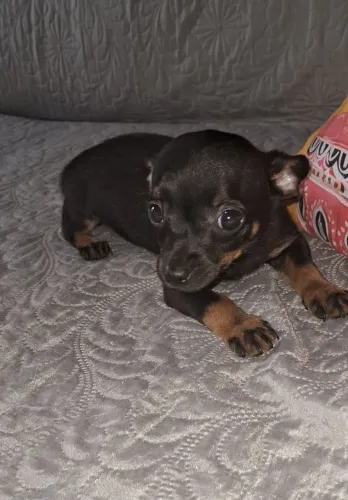 Pinscher machinho