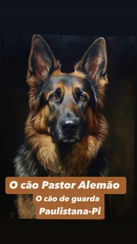 O CÃO PASTOR ALEMÃO - CÃO DE GUARDA PAULISTANA-PI