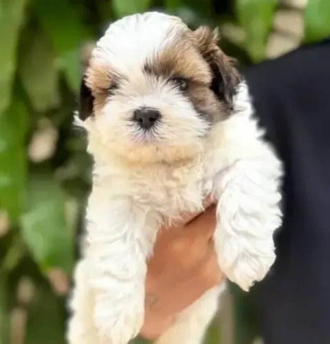Lhasa Apso Filhotes Apaixonantes. 
