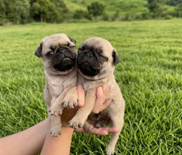 Promoção Pug abrico miniatura