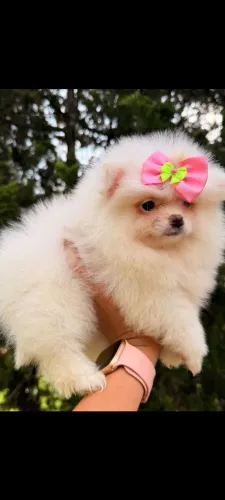 Vendo Lulu Pomerânia femia