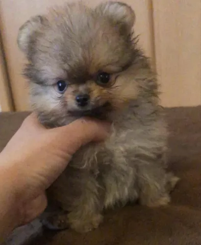 Lulu da Pomerania Filhotinho laranjinha