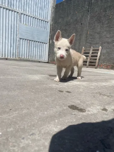 Filhotes de husky x boiadeiro