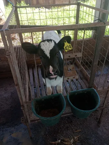 Bezerras holandesa recém nascida 