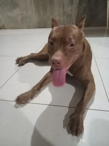 Cadela Pibull Monster para Cruza