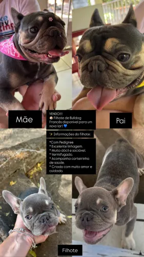 Bulldog Francês