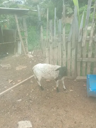 Ovelha 