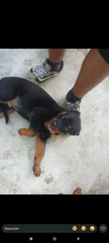 Filhote de Rottweiler Original Puro 3 meses vacinado e Vermifugado