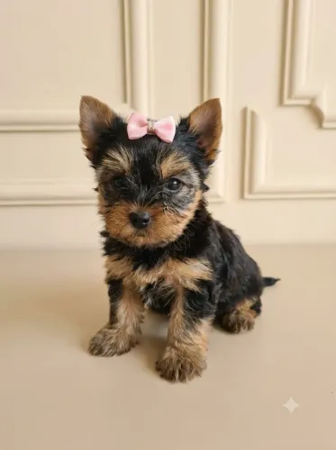 Yorkshire Terrier Fêmea Beleza Rara