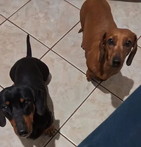 Vendo basset macho e fêmea