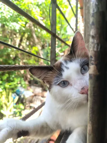 Gato para adoção! Macho, um ano de idade.