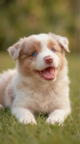 Border Collie Fêmeas CBKC | Red Merle e Chocolate | Linhagem Internacional