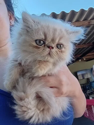 Gata persa