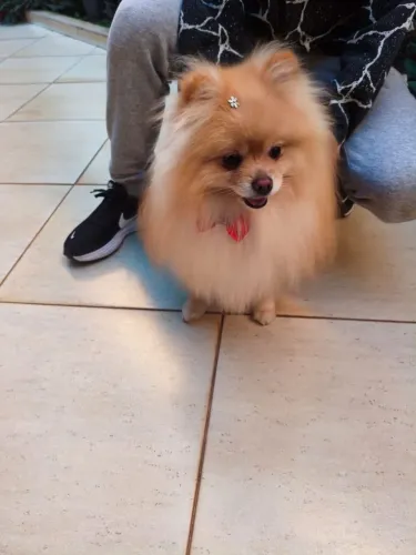 Spitz