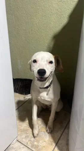DOAÇÃO RESPONSÁVEL - AMORA ?