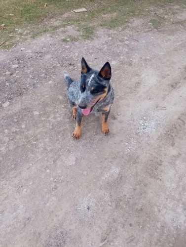 Cachorro BLUE heller