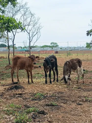 Bezerros e Bezerra
