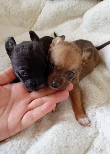 Vendo 2 fêmeas de Pinscher n0 legítimas