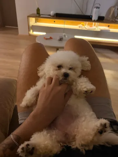 poodle fêmea