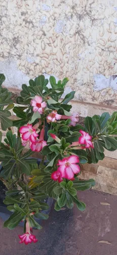 Rosa do deserto