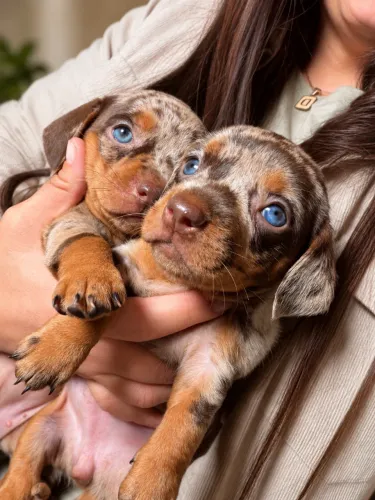 DACHSHUND ARLEQUIM CHOCOLATE