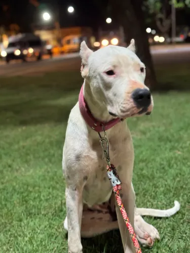 Vendo Dogo Argentino 
