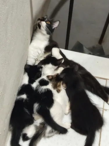 Doa-se Gatinhos (2 Fêmeas & 2 Machos.)