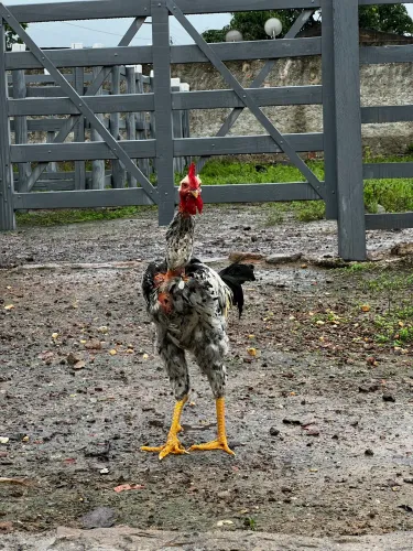 Frango gigante