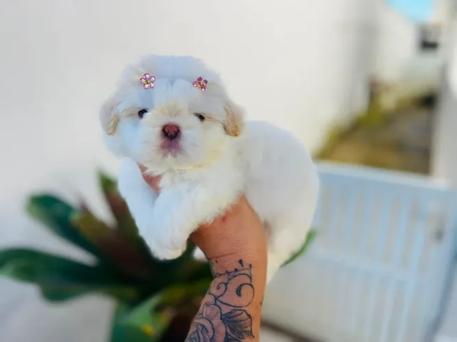 Garanta sua fêmea de shih tzu com Pedigree