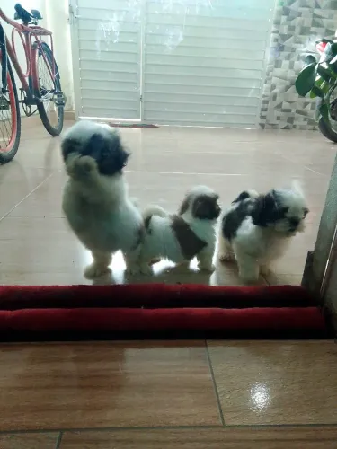 Lindas bebês 