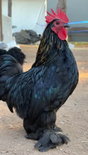 Mini Cochin Preto Padrão da Raça - Pronto Para Reprodução