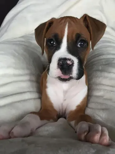 Boxer Carinho que transforma pequenos instantes