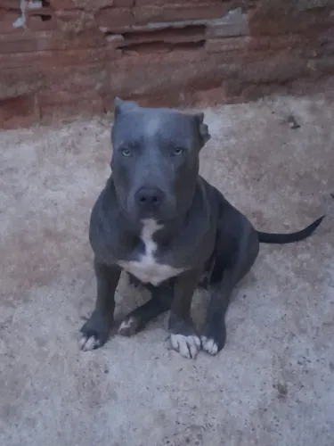 Filhote de cachorro pit bull