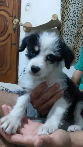 Filhotinha linda e meiga para adoção