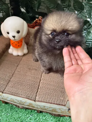 Spitz alemão