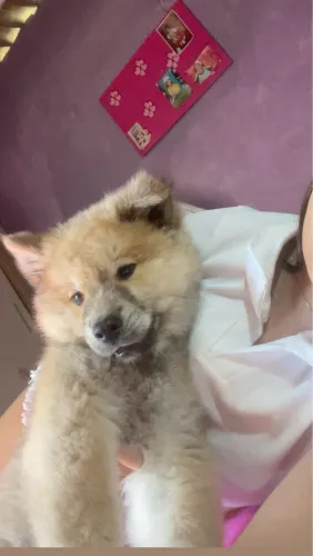 Cachorro chow chow
