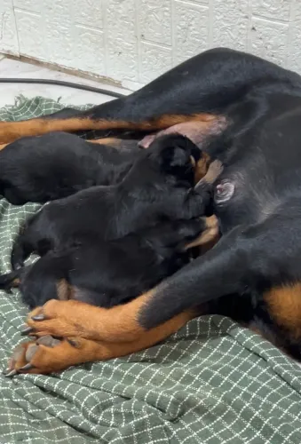 FILHOTES DE ROTTWEILER