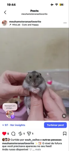 Hamsters anão russo filhotes nasceram dia 04 de abril