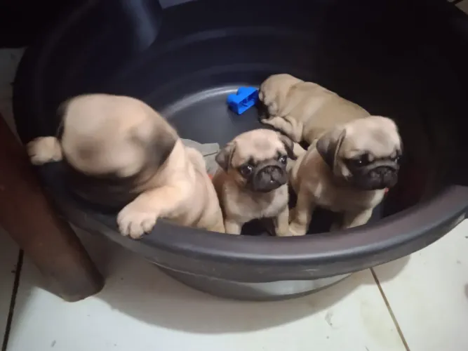 Pug Filhotes ? Padrão Top
